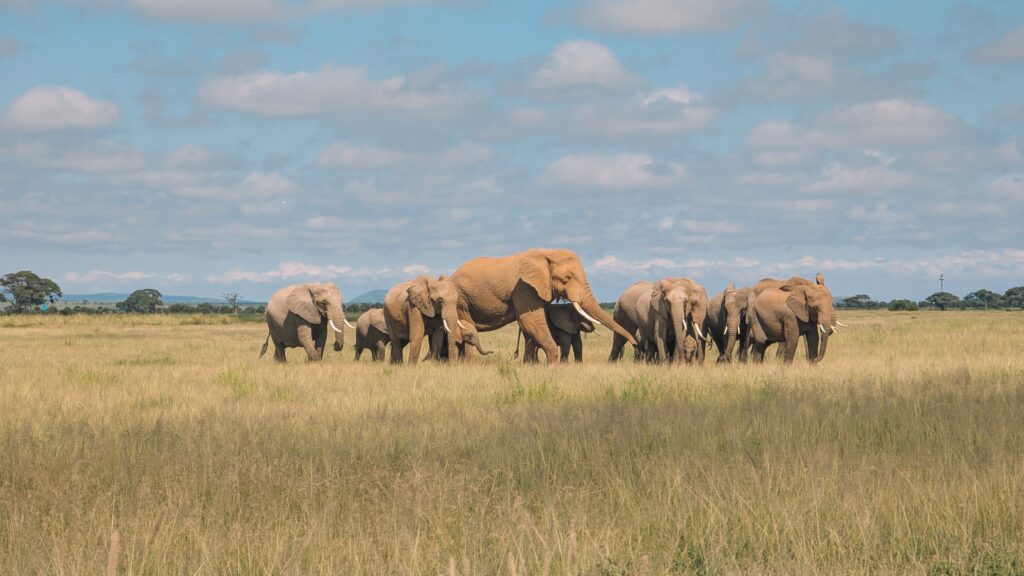 Herd of elephants walking through a grassland under a partly cloudy blue sky