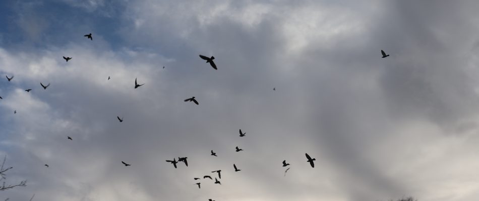 A flock of birds silhouetted in flight across a cloudy sky above bare trees at the edge of a landscape.