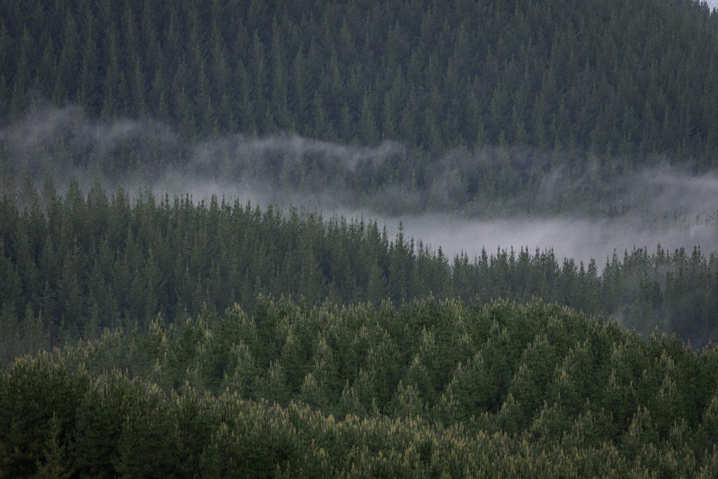 Kaingaroa Tipu (KT)
